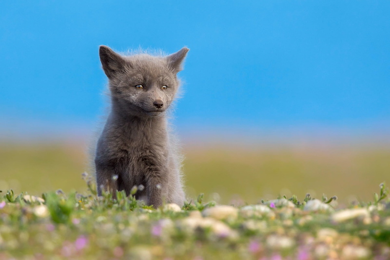 little Fox, North, grey Fox, Fox, summer, 1080P