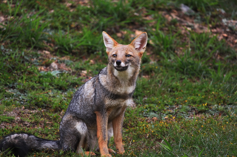 grass, sitting, one animal, animal wildlife, no people, vertebrate, wild, standing, day, fox, galaxy, anima, focus on foreground, 2K, beautiful, amateur