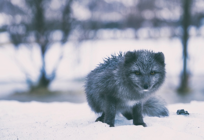 arctic, cold temperature, 1080P, iceland, one animal, nature, focus on foreground, hdr, outdoors, no people, snow, grey, cute, mammal, rural, land, gray
