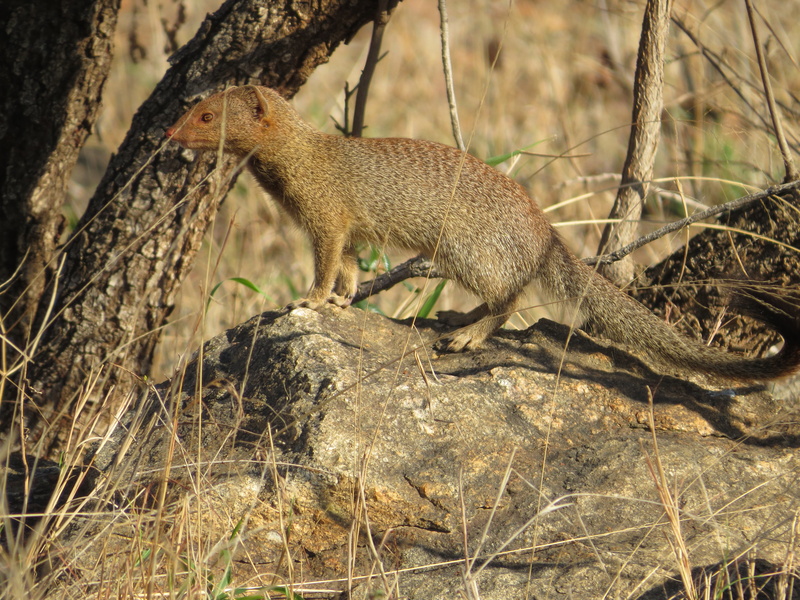 focus on foreground, no people, reptile, animal wildlife, canine, one animal, tree trunk, squirrel, mammal, red fox, kit fox, vertebrate, tree, wildlife