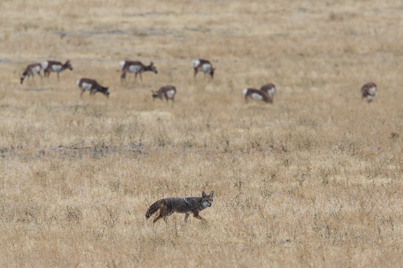 open, brown, animals, wild, deers, gazelle, antelope, plain, deer, savanna, day, mammals, group of animals, animal, side view, landscape, field, nature