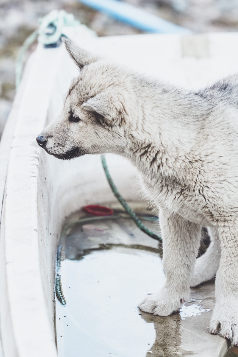 coated, grey fox, vertebrate, focus on foreground, no people, winter, 8K, mammal, puppy, wolf, looking away, husky, close-up, bathtub, bear, animal themes
