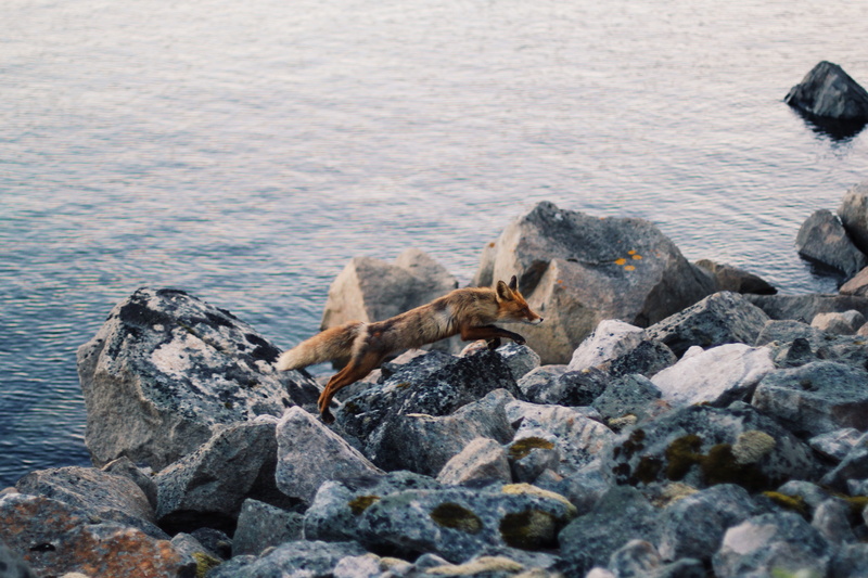 rock - Object, body, day, sea, vertebrate, grey, iguana, animal wildlife, rock, wildlife, nature, near, solid, one animal, stone, animal, land, rocks, fox