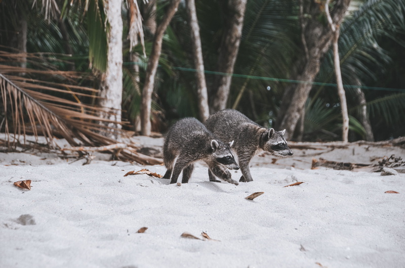 sunlight, walking, 4K, wallaby, bear, group of animals, land, badger, fern, animal, animal themes, wolf, plant, skunk, canine, tree, young animal, three animals