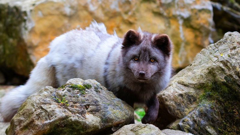 look, eyes, Fox, stones, pose, zoo, 4K, paw, face, grey, background