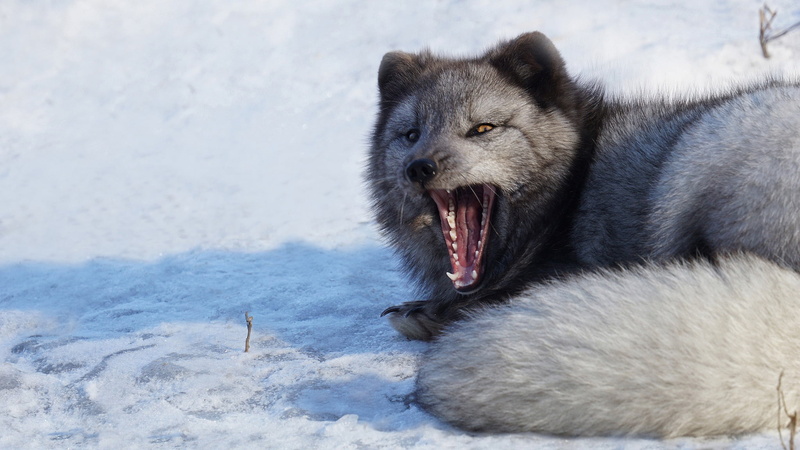 yawns, Fox, grey, mouth, winter, 1080P, lies, snow