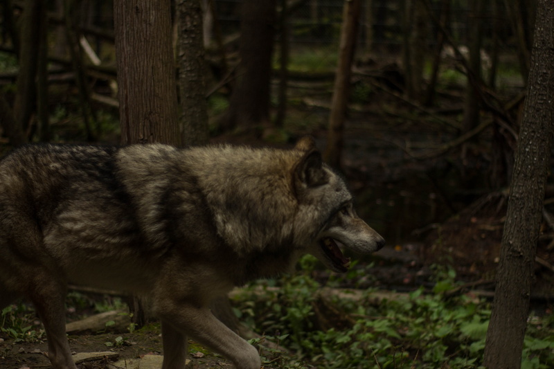 animal, coyote, pet, one animal, outdoors, forest, wild, day, profile view, hyena, animal themes, tree, no people, zoo, focus on foreground, pig, 5K, animals in the wild