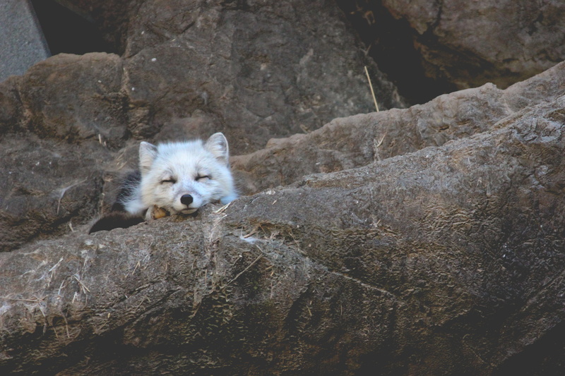 mammal, animal, 5K, one animal, fox, nature, tired, domestic animals, white, pets, pet, white fox, rock - object, dog, grey fox, animals in the wild, sleep