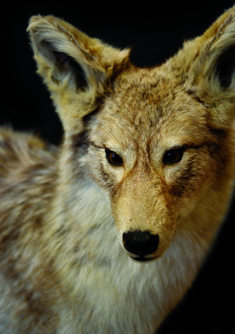 studio shot, black background, animal eye, nature, pet, kit fox, red wolf, looking at camera, close-up, united states, coyote, animal head, focus, portrait