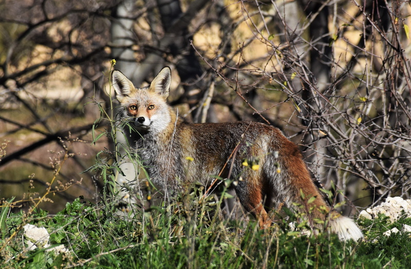 flower, outdoors, looking at camera, red wolf, field, tree, mammal, day, beige, forest, wallaby, spain, wildlife, land, plant, 2K, no people, red fox