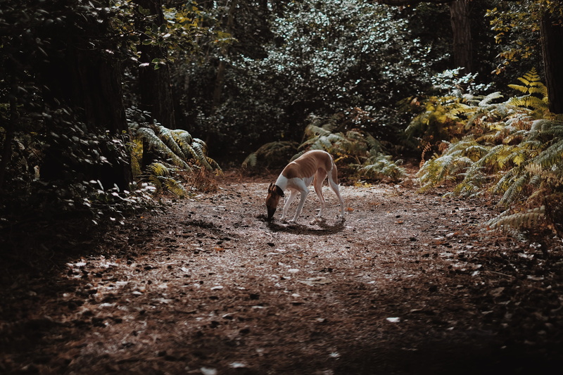 no people, wildlife, canine, pets, grey, growth, landscape, field, plant, nature, antelope, brown, outdoors, short, dog, land, forest, gazelle, day, coated