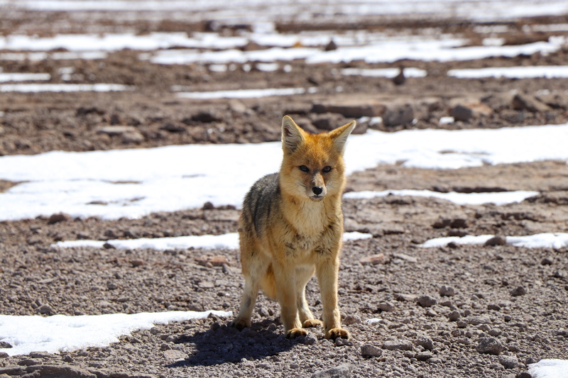 no people, standing, one animal, #animals, domestic animals, #fox, vertebrate, #Animal, sunlight, cat, mammal, portrait, land, day, grey fox, focus on foreground
