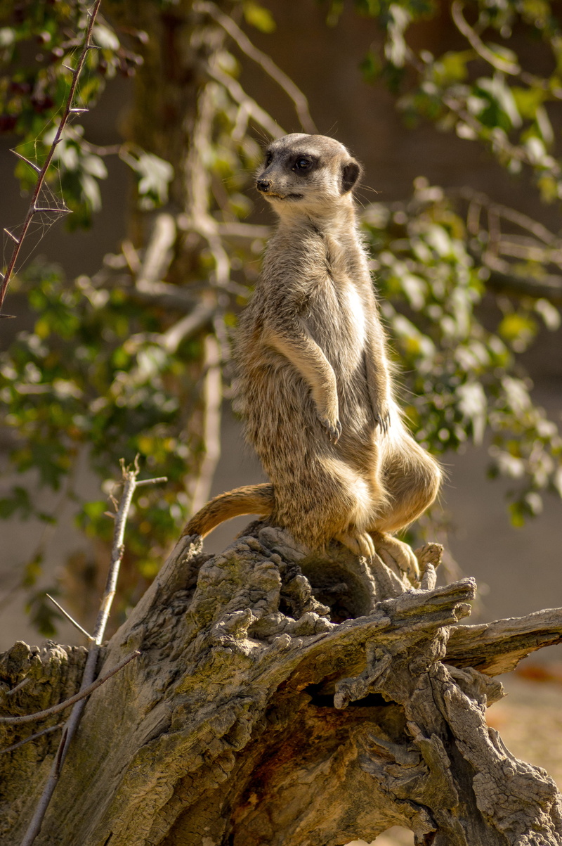 vertebrate, sloth, rock, nature, bird, daytime, day, plant, canine, no people, goat, fossil, grey fox, mammal, photography, solid, elephant, fox, lemur