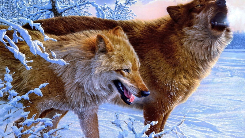 1080P, fox, wild dog, animals, red wolf, animal, wolf, dhole, mammal, red fox, canine