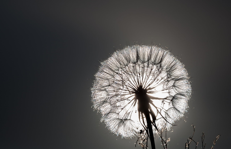 focus, dandelion, sun, grayscale, photography, 1080P, nature, summer