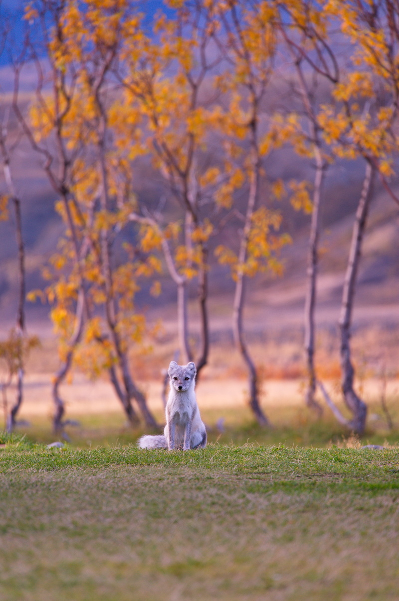 selective, domestic animals, day, white, fox, trees, photography, cute, park - Man Made Space, wild animal, selective focus, autumn, mammal, green grass