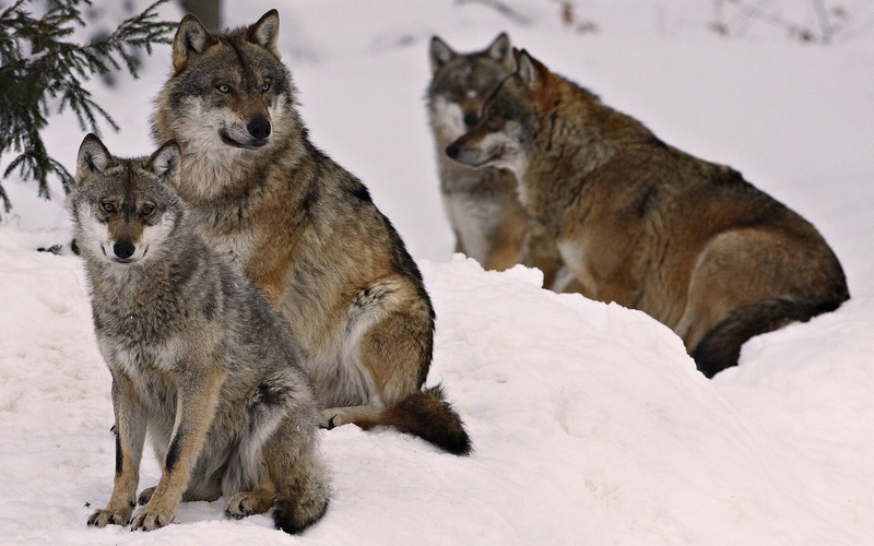 pack, wolves, 1080P, wolf