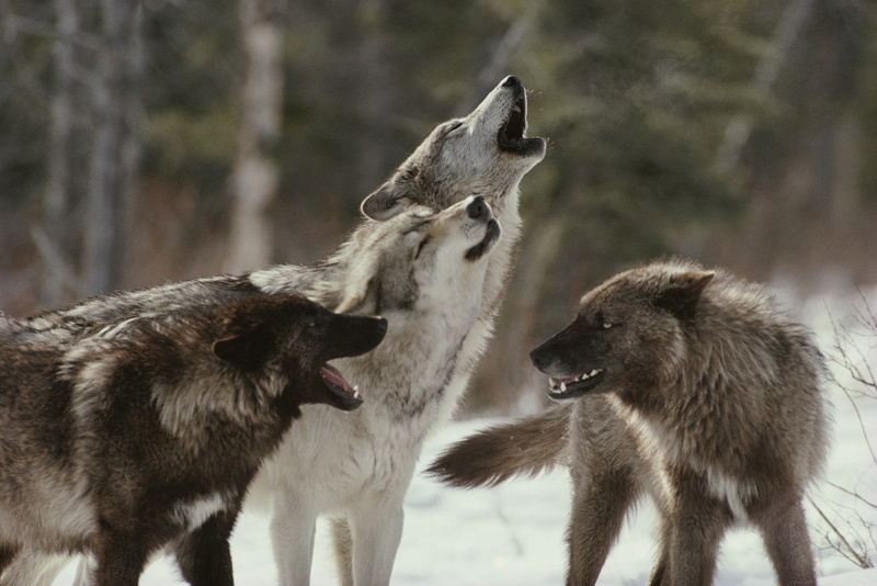 snow, wolf, depth of field, winter, 1080P, animals, pack