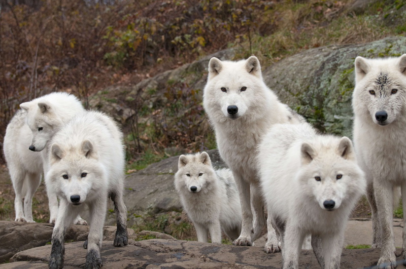 animal family, animal, 4K, three animals, fur, predator, animal wildlife, vertebrate, no people, young animal, nature, pack, outdoors, group of animals