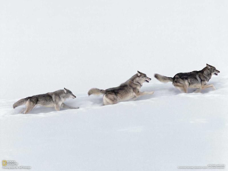 720P, animals, snow, wolf, wildlife, pack, Canines, predator, winter, wolves