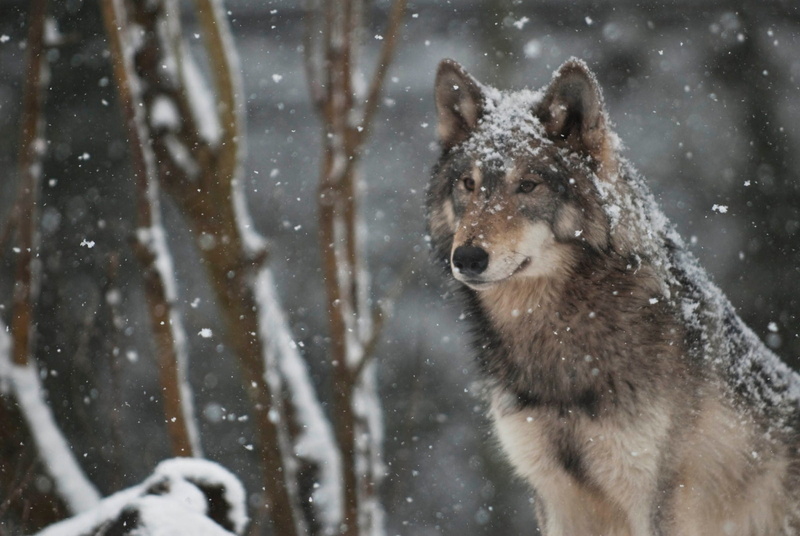 vertebrate, 1080P, one animal, nature, hunting, snow, wolf, animals in the wild, blizzard, animal wildlife, outdoors, snowing, mammal, animal, animal themes