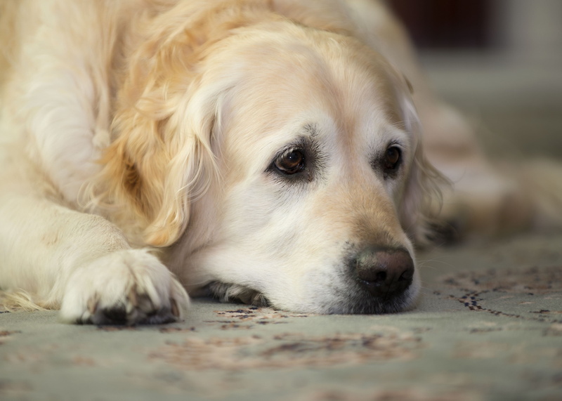 retriever, sitting, mammal, dogs, sadness, pets, depression - sadness, labrador Retriever, golden Retriever, cute, dark, dog, animals And Pets, animal