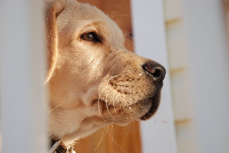 animal Head, canine, golden, adult, close-up, outdoors, indoors, focus on foreground, pets, animal body part, labrador, muzzle, day, purebred Dog, 1080P