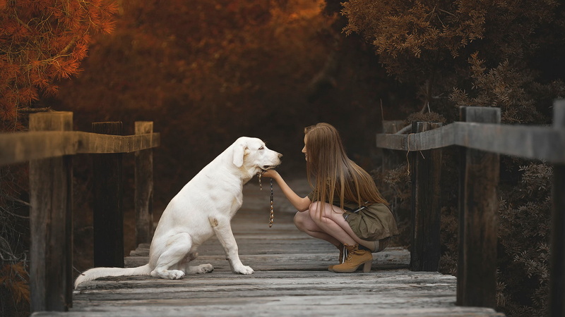 dog, bridge, girl, retriever, cream, Labrador, 1080P