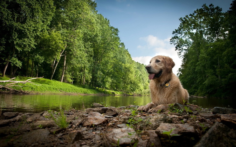 one animal, dog, nature, brown, mammal, day, gold Colored, grass, wet, summer, sitting, 1080P, golden, fun, happiness, pets, green Color, cheerful, adult