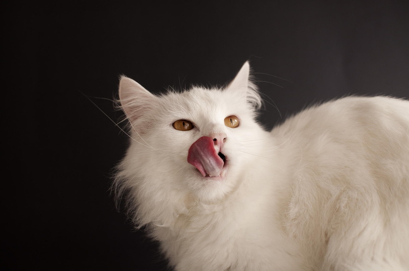white, white cat, tongue out, tongue, 1080P, cat, animals