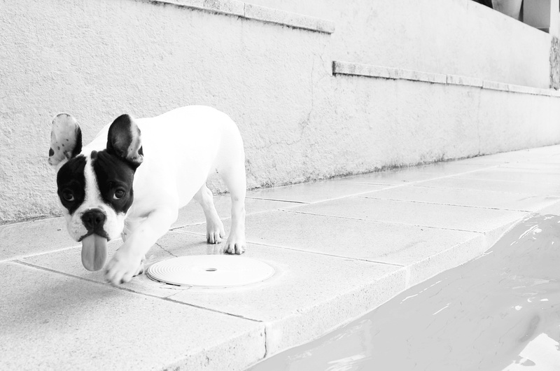 pets, funny, mammal, french, built structure, 1080P, french bulldog, canine, grace, standing, animals, one animal, tongue, purebred Dog, white, wall - building feature