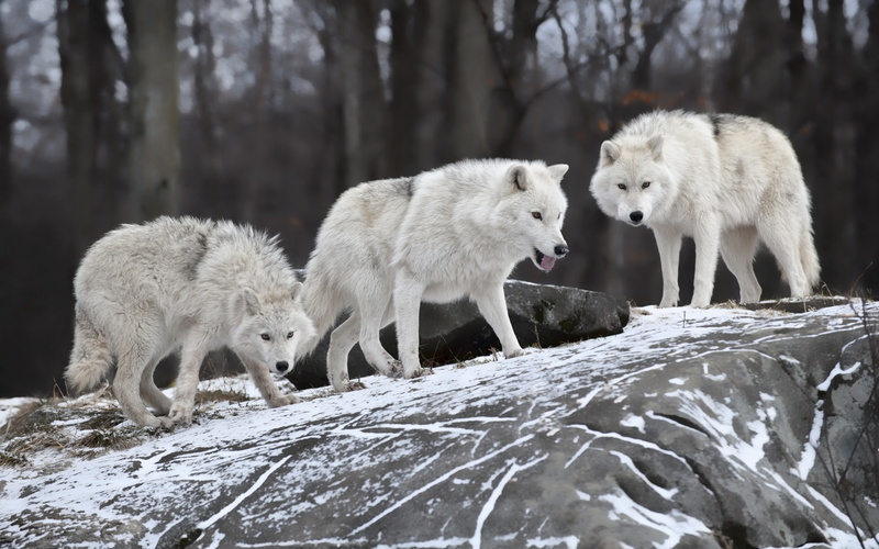 ultra hd, hd, Wolves, animals, 2K, wolf, 4K, white, 2560x1600