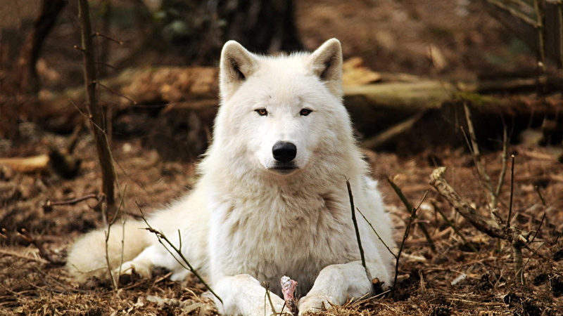 white, 1080P, dog, woods, dogs, animals, wolf, wolves