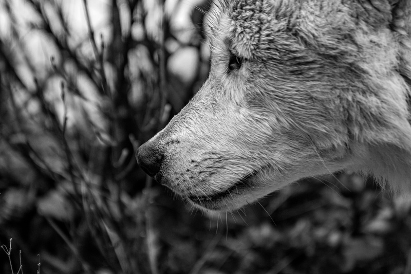 animal body part, animals in the wild, vertebrate, carnivores, grey, 5K, wild, animal wildlife, plant, animal themes, day, close-up, dangerous, domestic