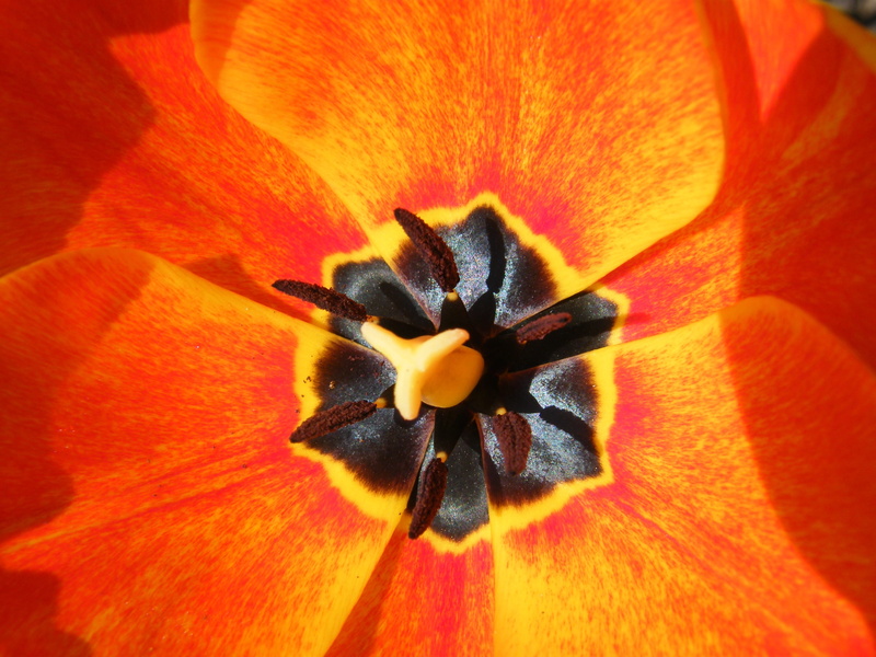 fragility, poppyhead, red weed, growth, flower head, tickets, full frame, orange color, light, lonely, wolf, beauty in nature, flowering plant, inflorescence