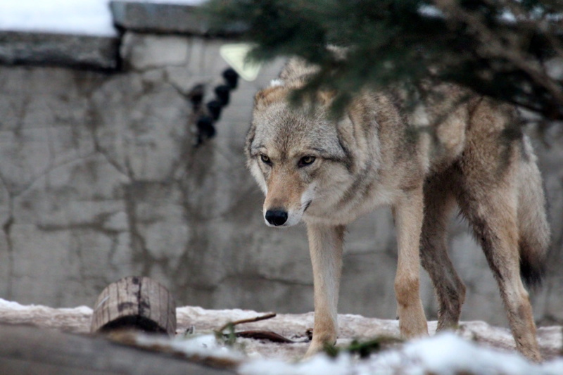 mammal, looking, wild beast, lone, winter, focus, wolf, dangerous beast, canis lupus, outdoors, zoo, danger, photo, predator, vertebrate, 1080P, portrait
