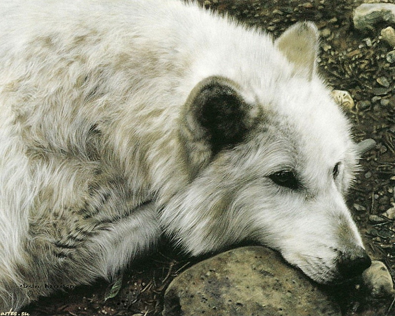 relaxation, looking, resting, Fantasy, domestic animals, domestic, day, dog, no people, pets, canine, mammal, animal head, vertebrate, animal wildlife