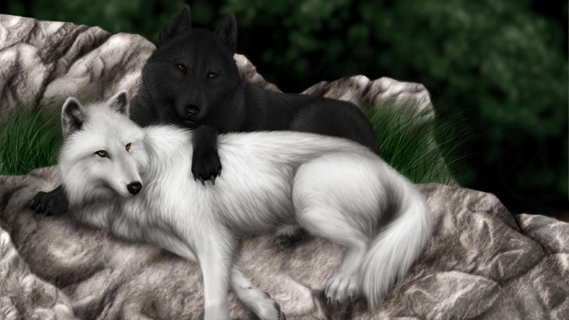 black, 1080P, white, wolf, wolves