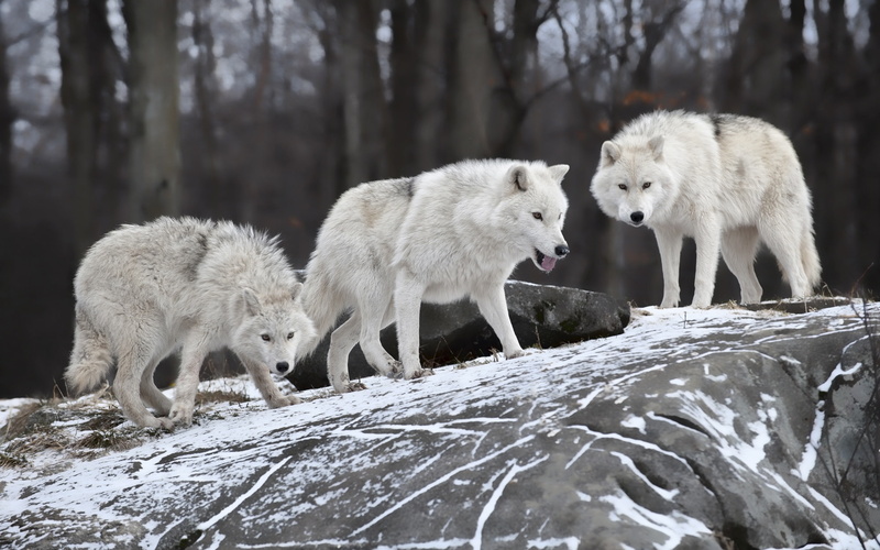 2K, three, Wolves, Hungry, Winter, white