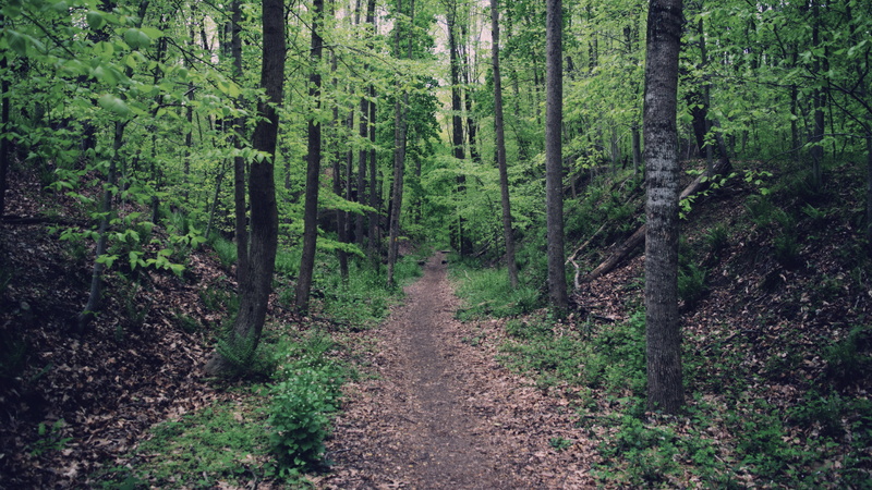 footpath, two, brown, path, scenics - nature, coniferous tree, diminishing perspective, trail, land, tranquil scene, dirt road, nature, 4K, green, beauty in nature