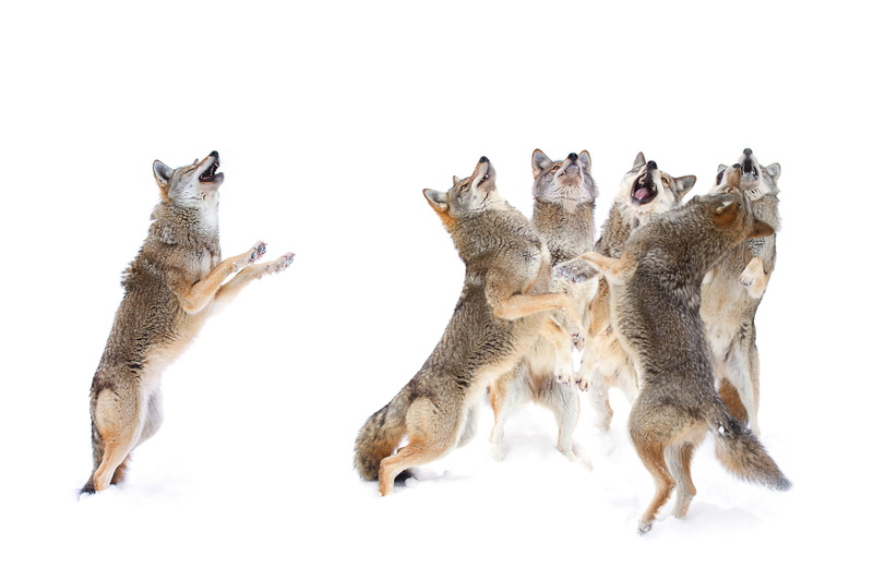group of animals, pets, four animals, snow, feline, white background, animal family, predators, indoors, pack, animal wildlife, group, togetherness, copy space