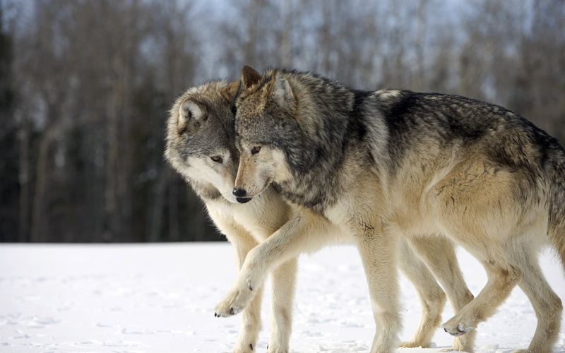 arctic, looking, snow, animal Themes, mammal, vertebrate, cold - Temperature, wildlife, outdoors, focus on foreground, land, funny, carnivore, side view