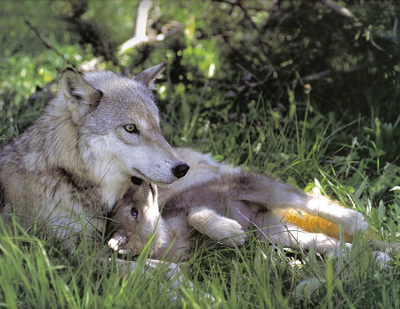 animals, grey, 1080P, mom, gray, nature, wolf, two, wolves