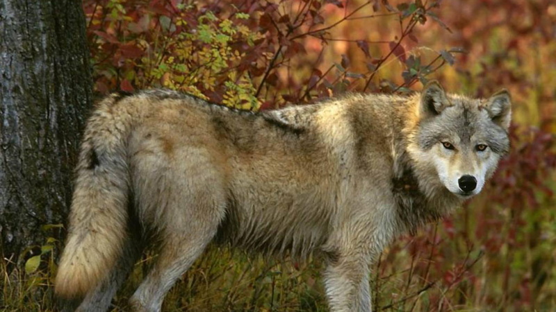 grey wolves, wildlife, nature, fall, seasons, 1080P, animals, wolf, wolves