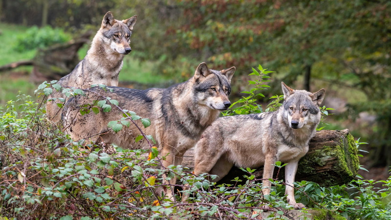 thickets, three, log, forest, autumn, pack, wolf, nature, branches, three wolves, wolves, 4K, grey, leaves, trio