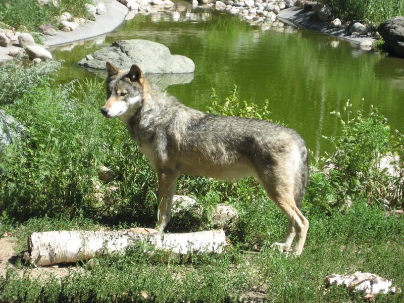 grey, hd, art, 480P, animals, wolf, wolves