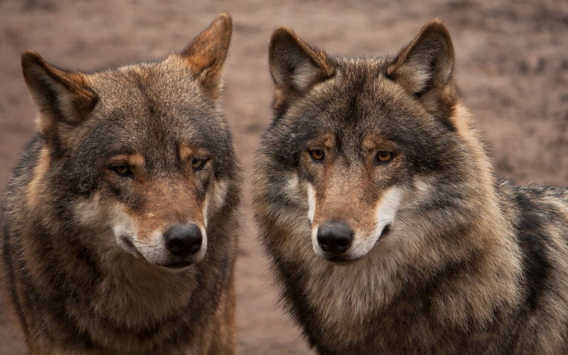 no People, vertebrate, animal, gray Wolf, animal Themes, animals Hunting, danger, grey, pair, looking at camera, animals In The Wild, outdoors, group of animals
