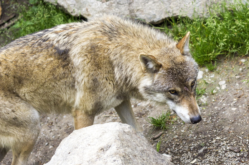 nature, one animal, predator, European Wolf, side view, wolf, looking, 2K, mammal, fur, close-up, gray, vertebrate, outdoors, tense, animal wildlife, animals in the wild