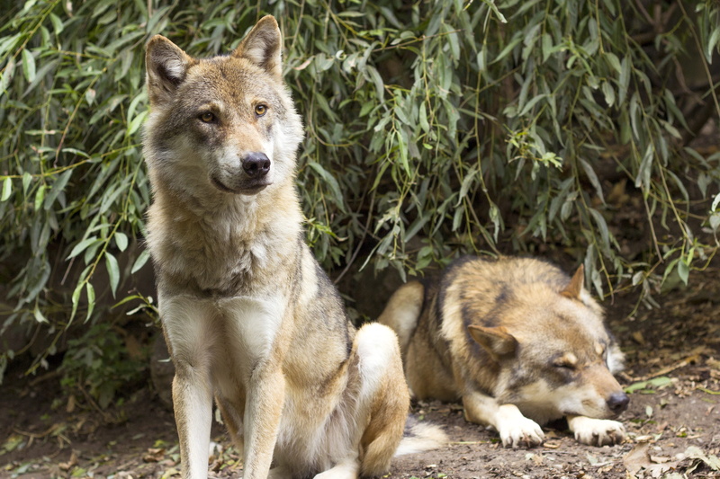 european wolf, group of animals, predator, outdoors, pack, looking at camera, wolves, canis lupus, attention, sitting, animal, vertebrate, grey, dog, day