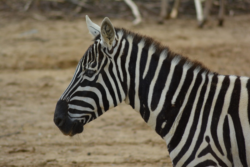 animal markings, no people, zebra, striped, vertebrate, focus on foreground, 5K, animal head, one animal, animal themes, side view, united kingdom, mammal